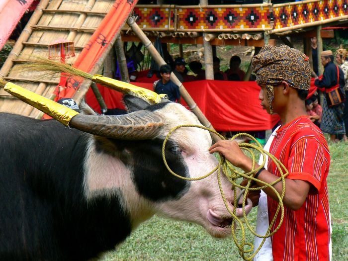 CHUTOGEL - Sejarah taruhan dalam pacuan kerbau di Toraja