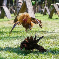 CHUTOGEL - Popularitas sabung ayam di kalangan masyarakat tradisional